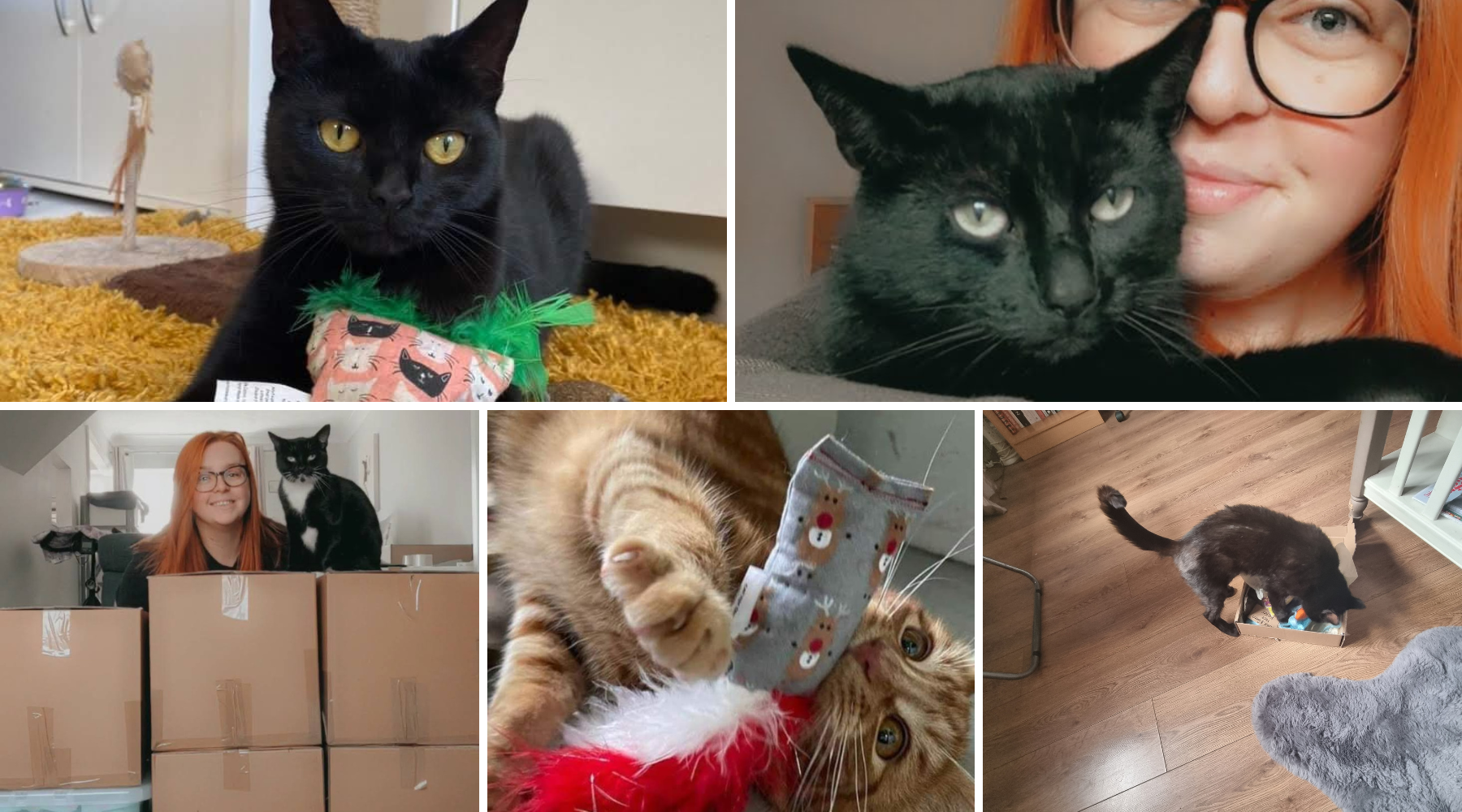 Hello To Meow Avenue!