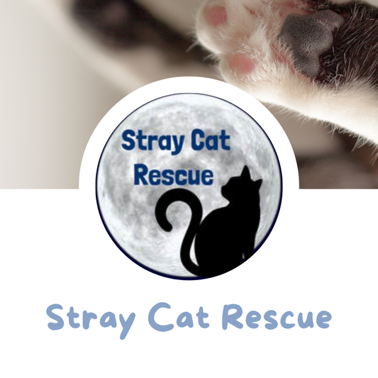 Foster A Pet Month - Stray Cat Rescue