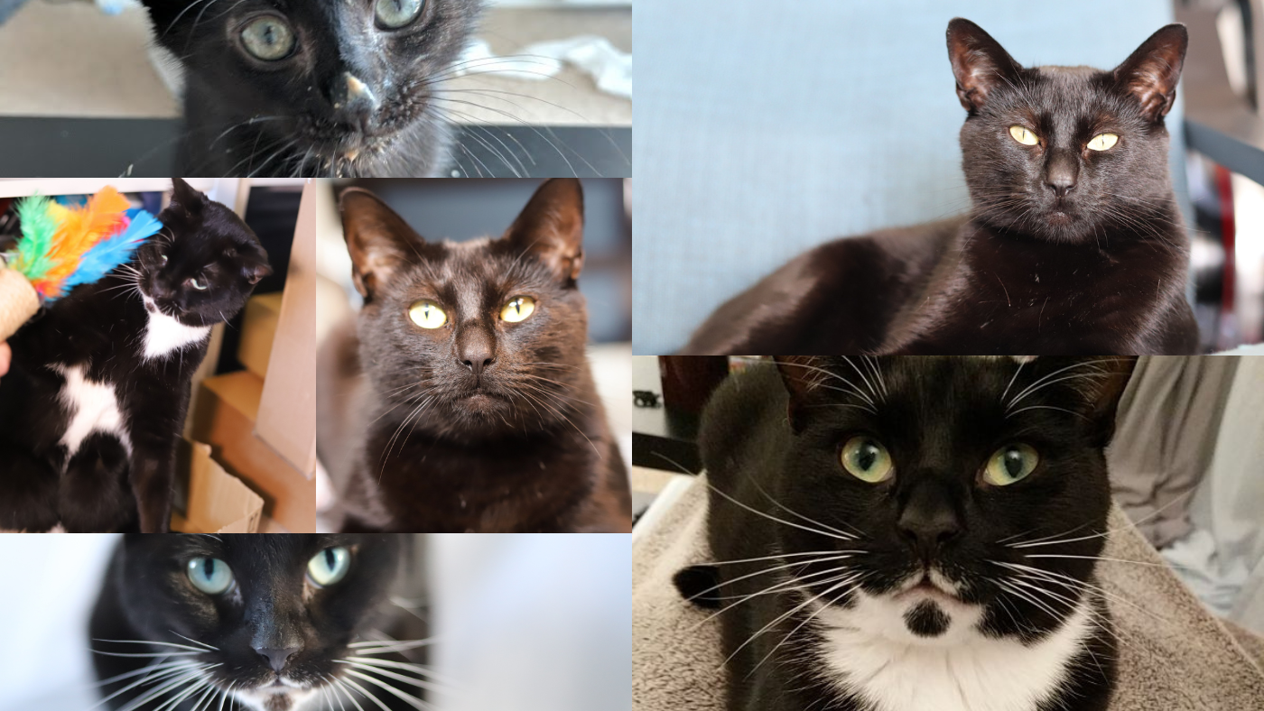 National Black (Tuxedo) Cat Day 2022!