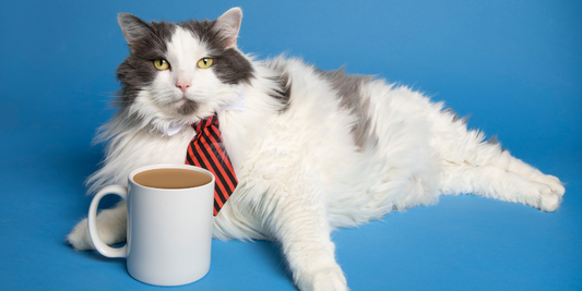 Cats In Politics