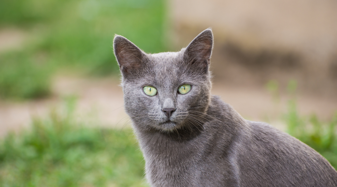 All About The Russian Blues!