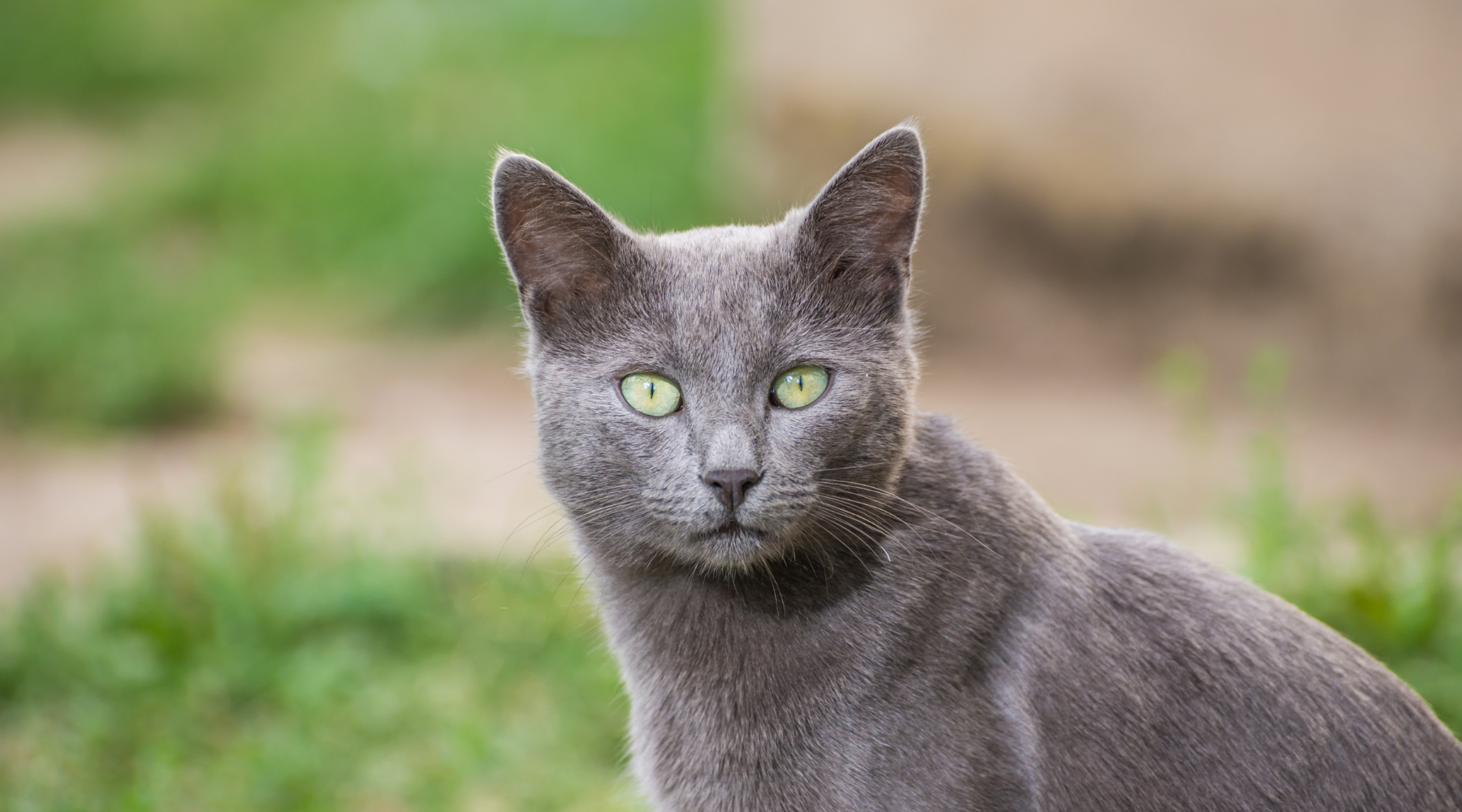 All About The Russian Blues!