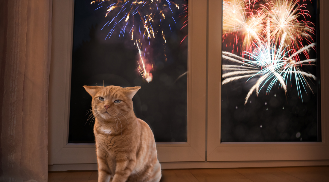 Firework Safety For Cats (Pets)