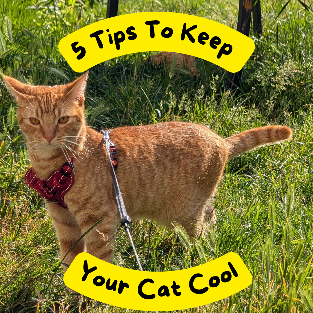 How To Keep Your Cat Cool | 5 Purrfect Tips!
