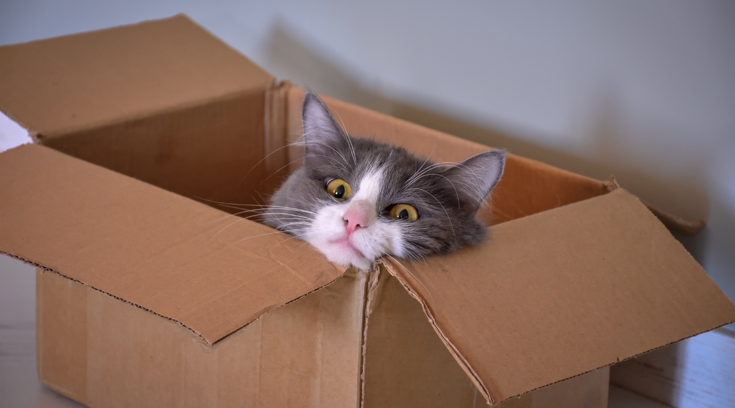 Meow Avenue's Meow Mistake Collection