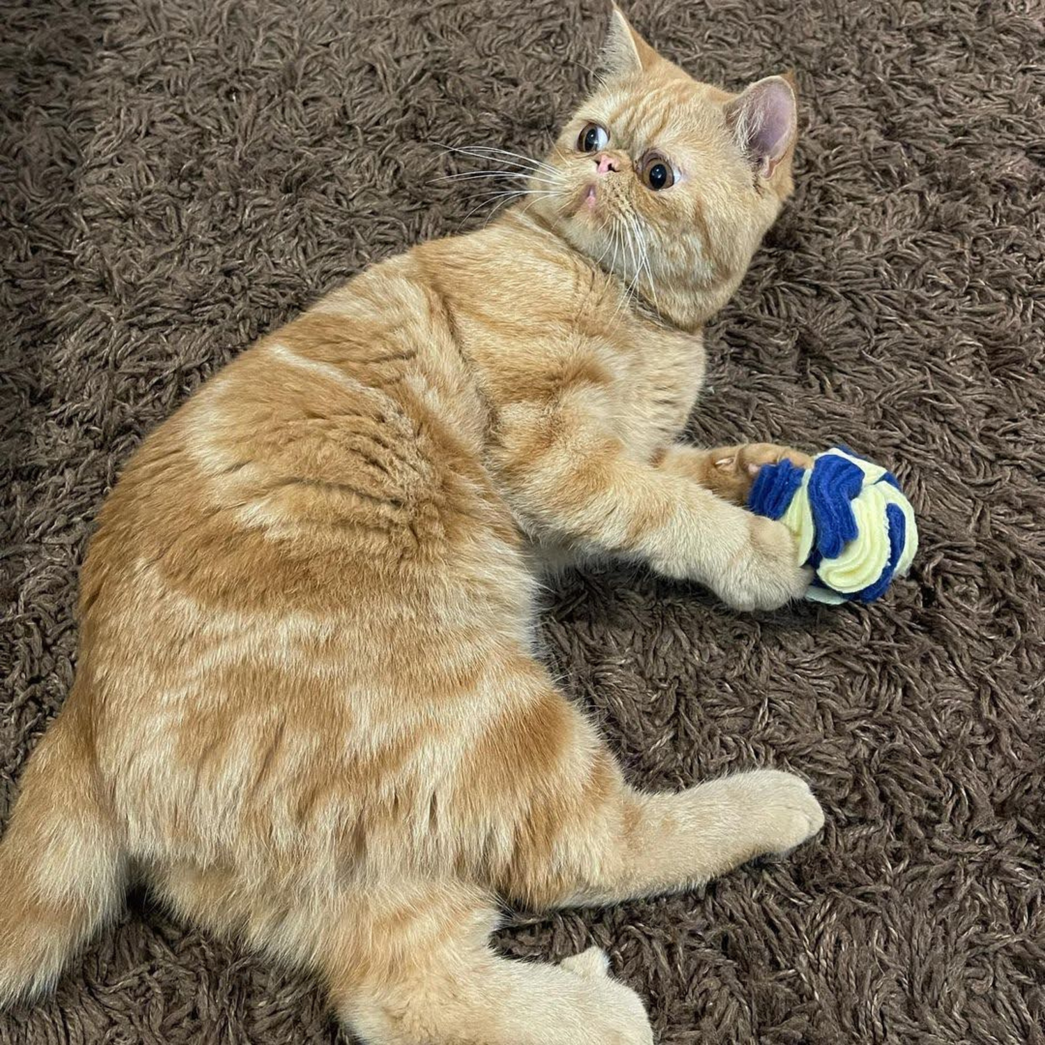 Meow Avenue Cat Store Ball And Non Catnip Toy Collection Ginger Cat Playing With Hide and Seek Felt Ball