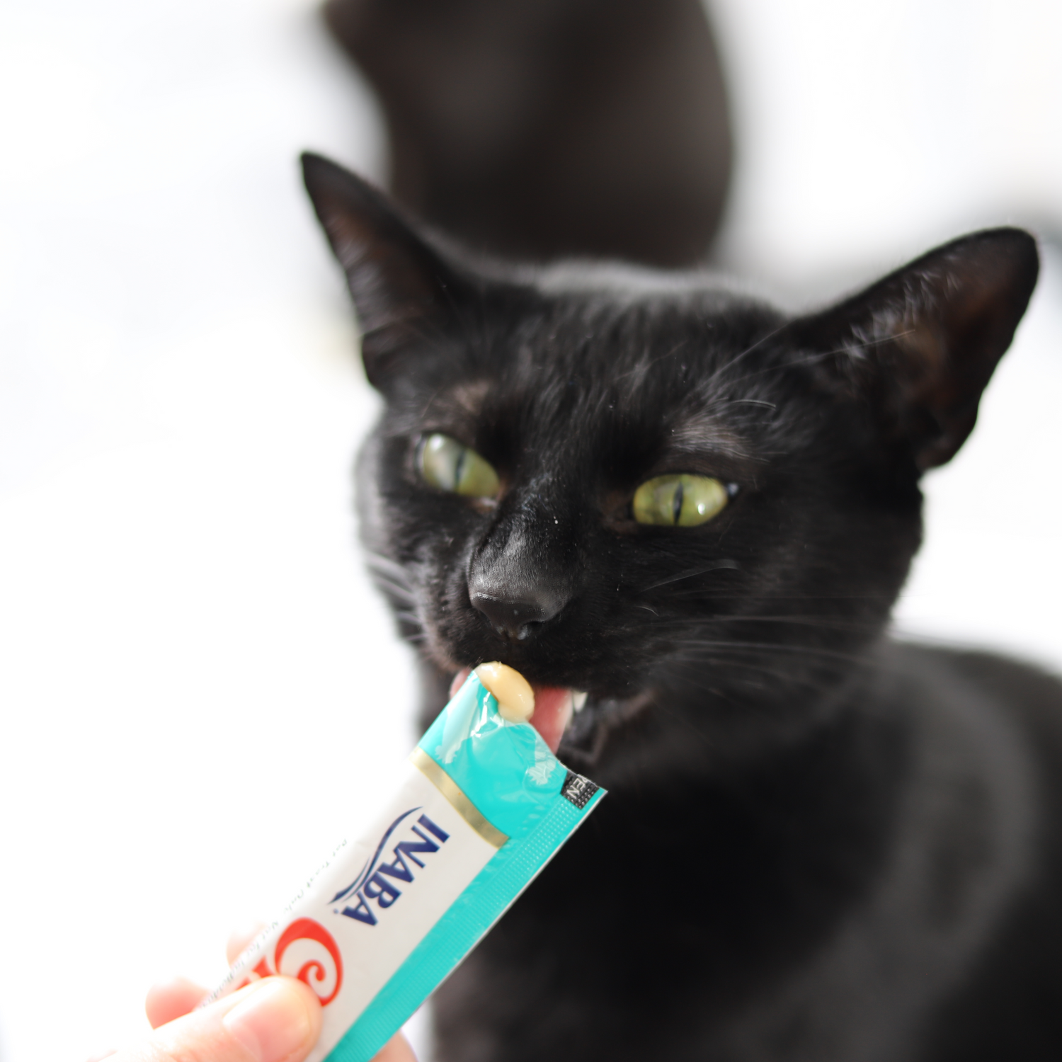 Meow Avenue Cat Store Cat Treat Collection. Black Cat Eating Churu Creamy Yoghurt