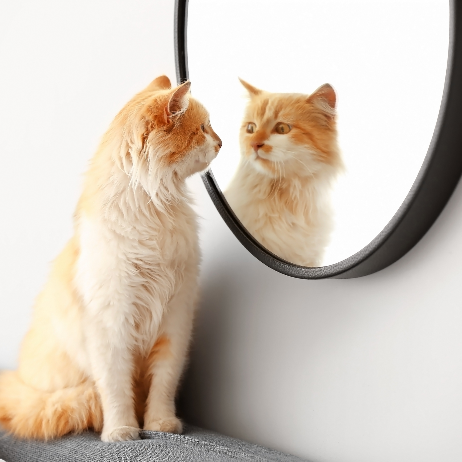 Meow Avenue Cat Store Cat Essentials Collection