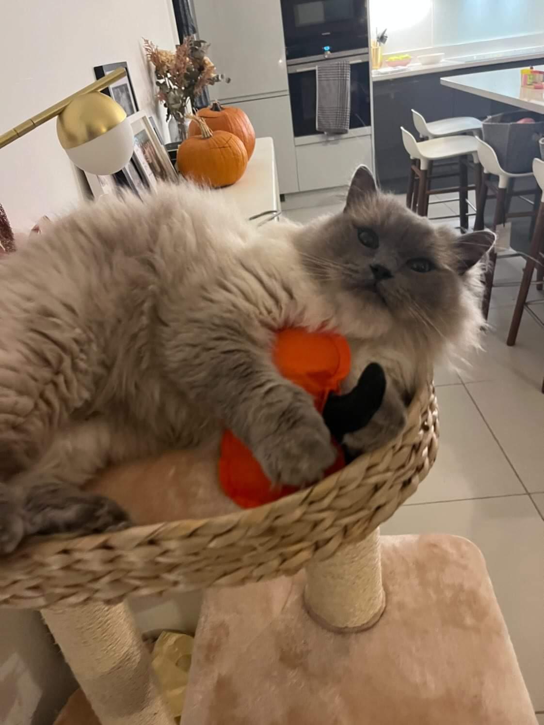 Meow Pumpkin