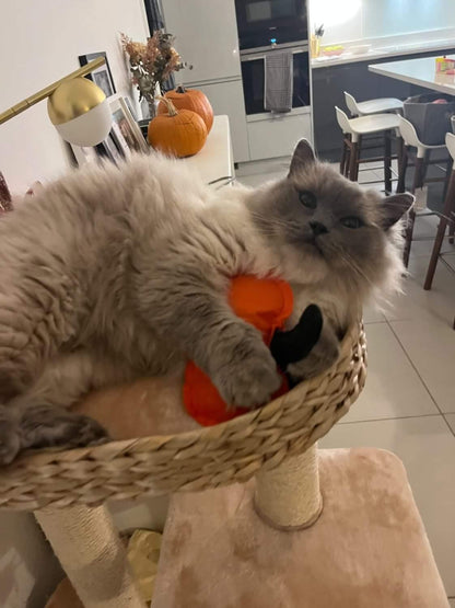 Meow Pumpkin