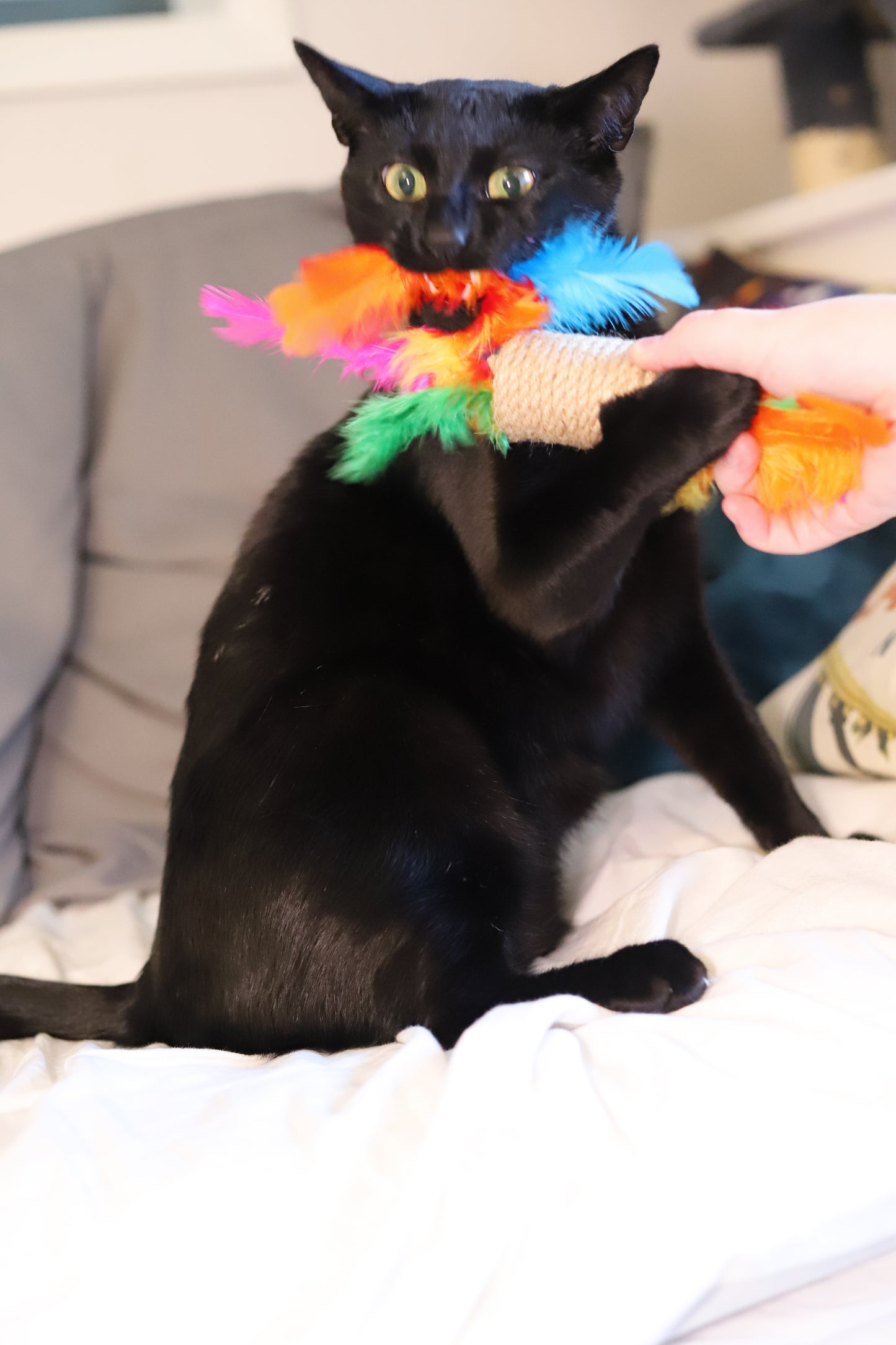 Meow Barrel - Meow Avenue Cat Store