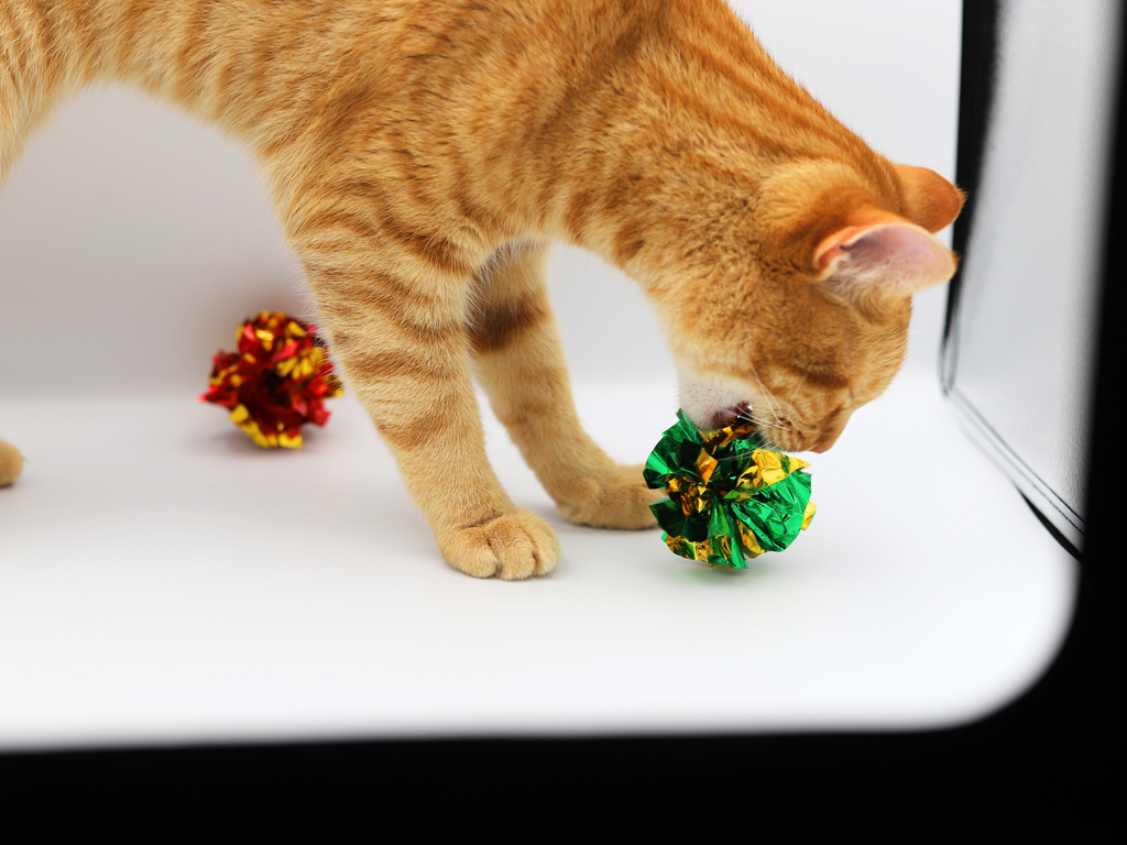 Crinkle Madness! - Meow Avenue Cat Store