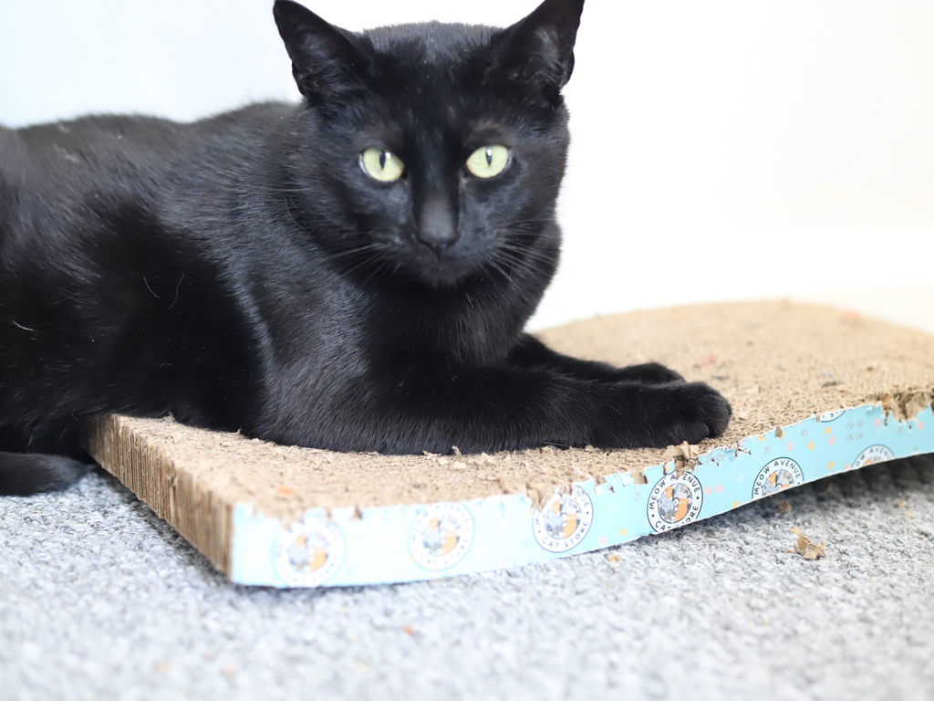 Scratch Boards - Meow Avenue Cat Store