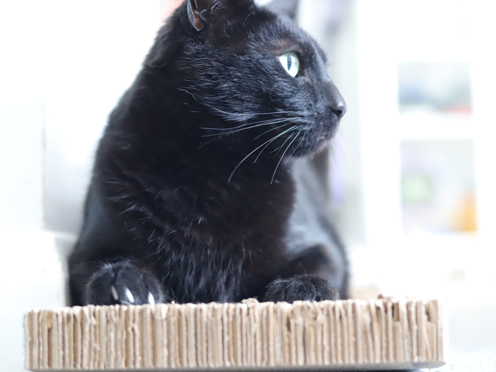 Scratch Boards - Meow Avenue Cat Store