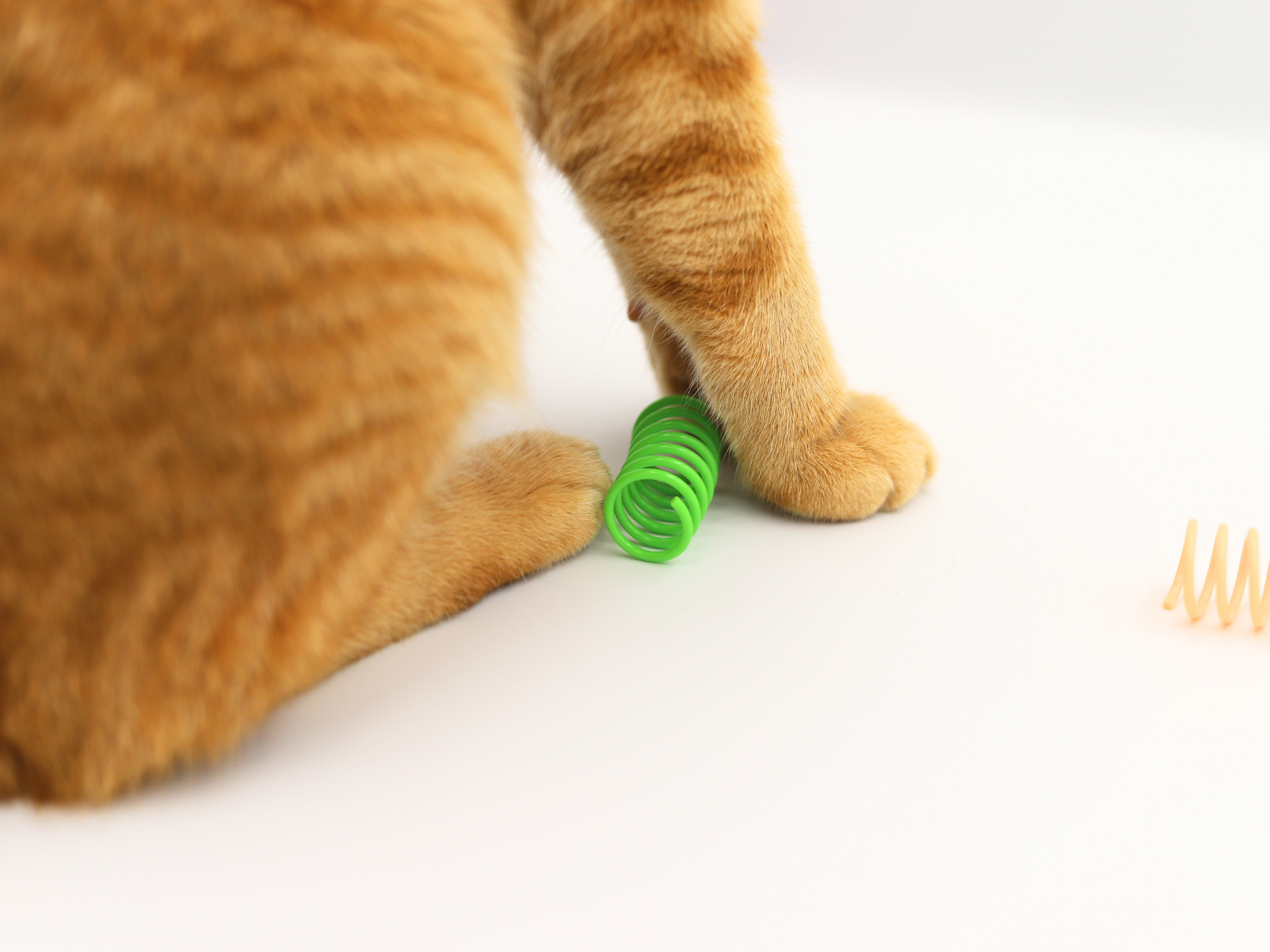 Meow Small Cat Springs - Meow Avenue Cat Store