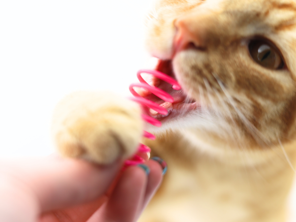 Meow Small Cat Springs - Meow Avenue Cat Store