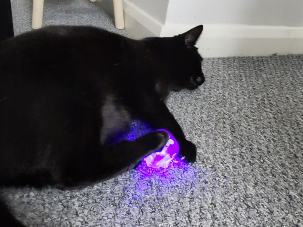 Missy's Flash Light Delight - Meow Avenue Cat Store