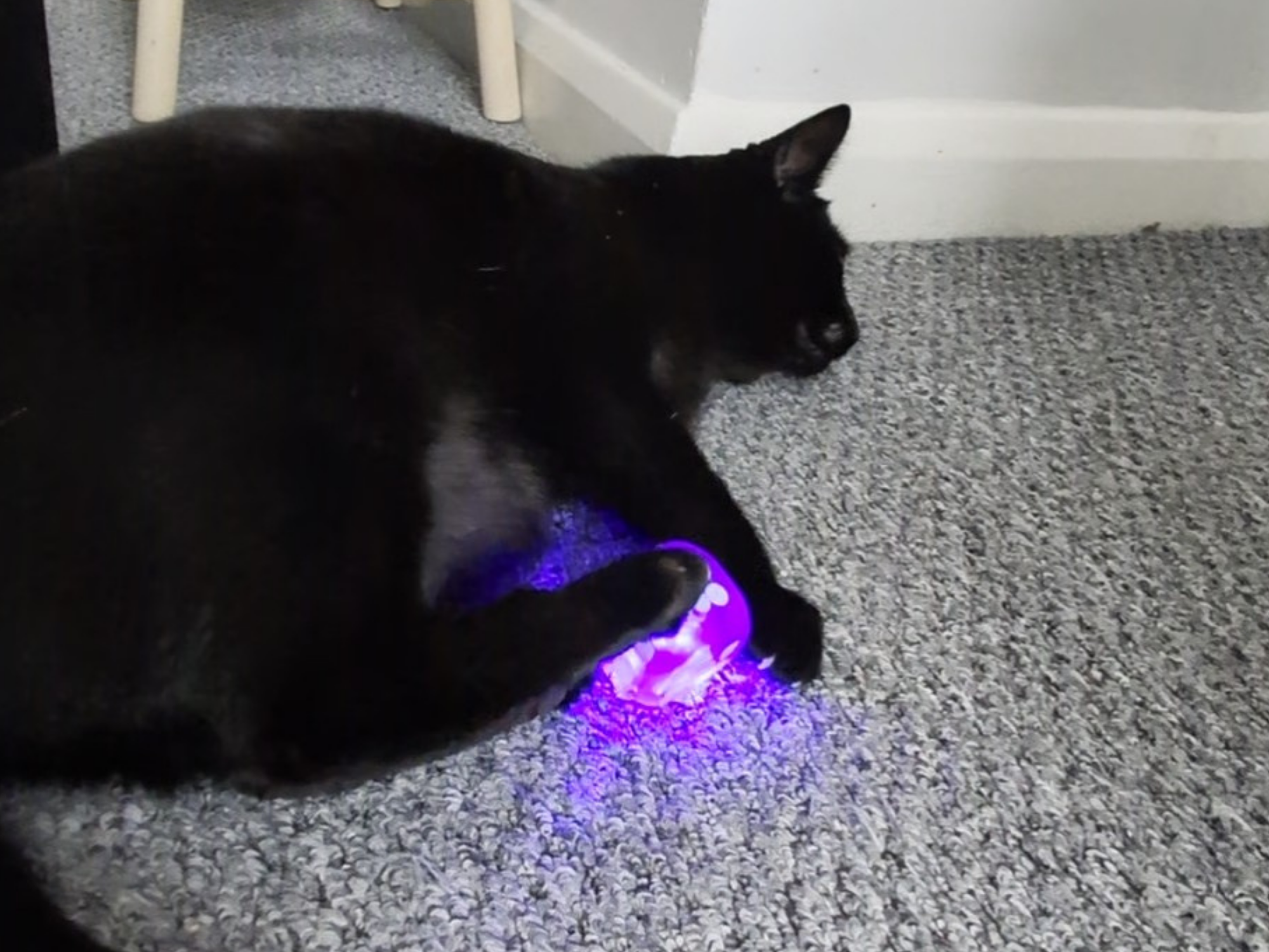 Missy's Flash Light Delight - Meow Avenue Cat Store
