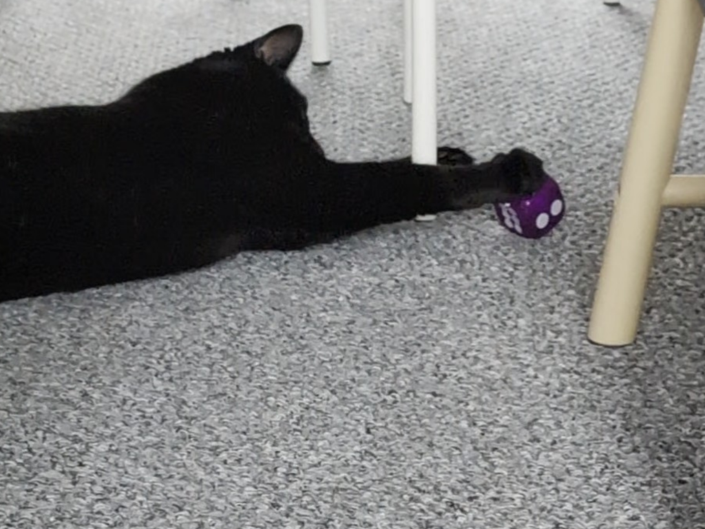 Missy's Flash Light Delight - Meow Avenue Cat Store