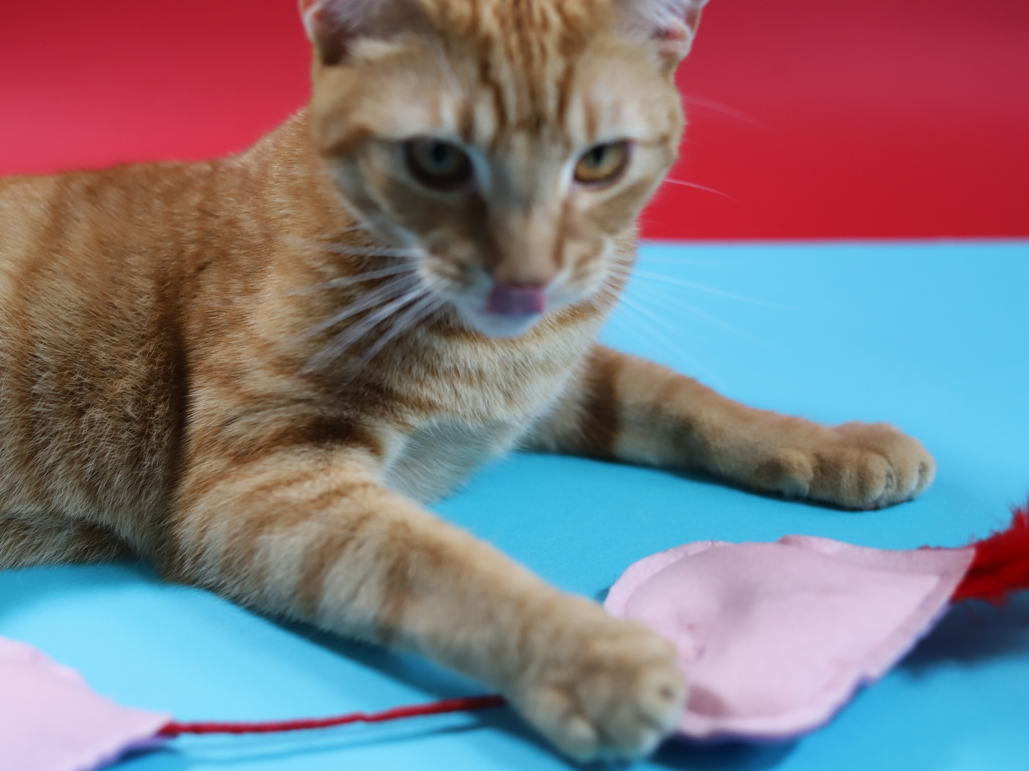 Love Is In The Air - Meow Avenue Cat Store