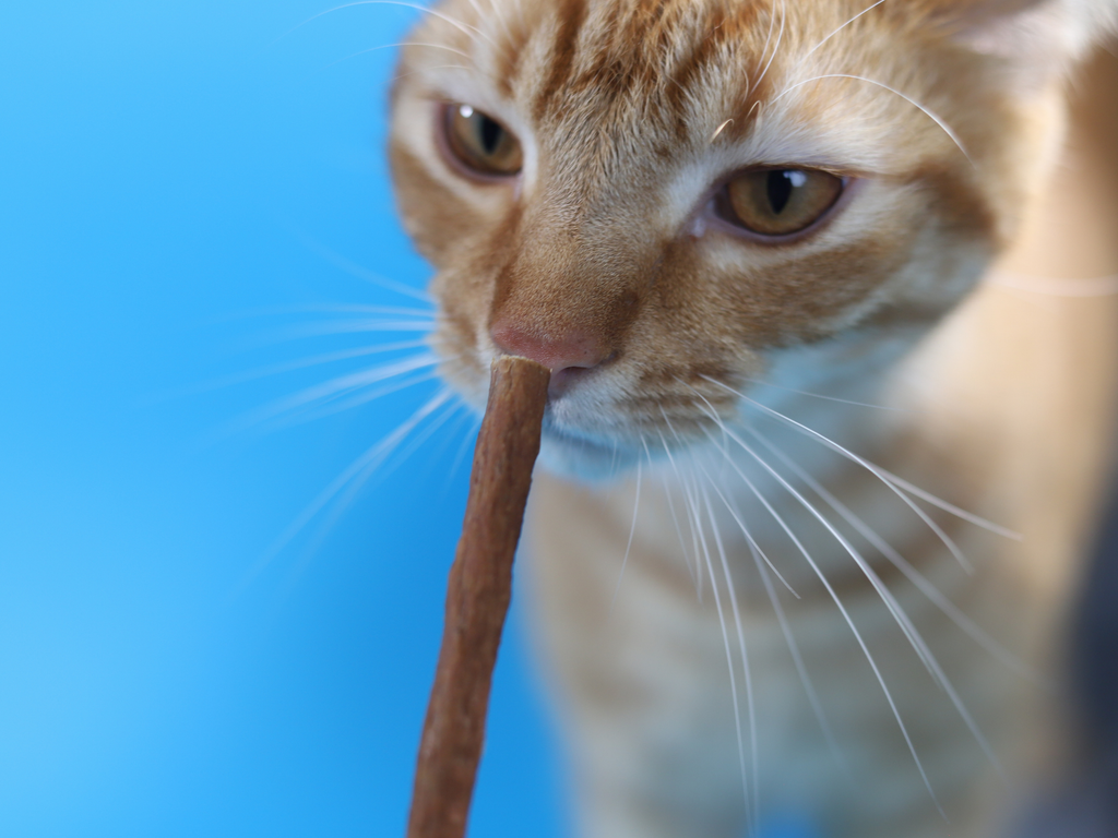 Webbox Meat Sticks - Meow Avenue Cat Store