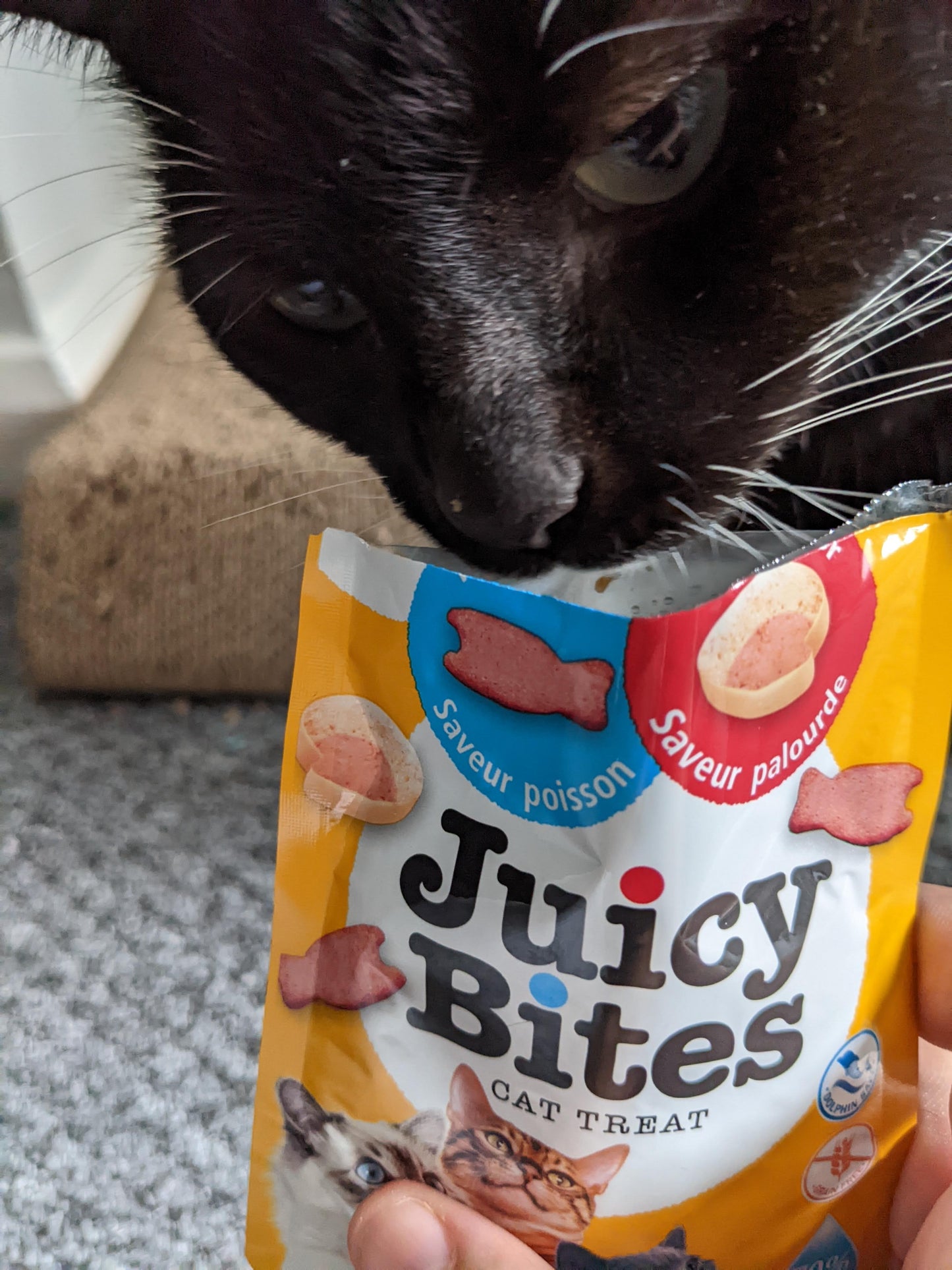 Churu Juicy Bites. Three packets included. Fish & Clam flavour. Tuxedo cat eating treat