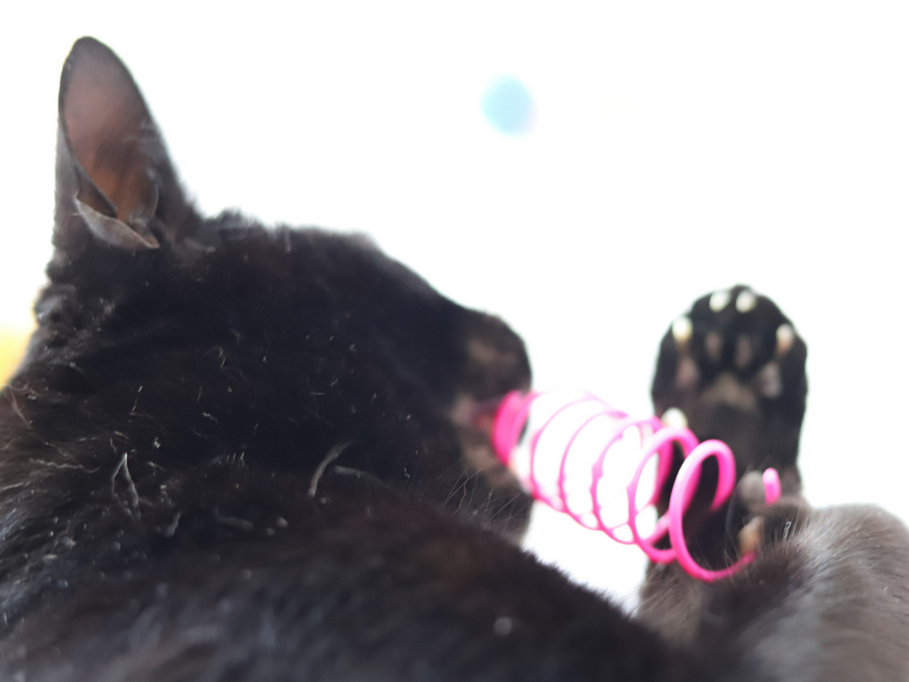 Meow Cat Springs! - Meow Avenue Cat Store