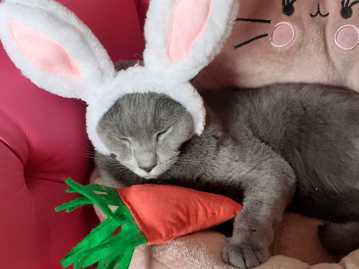 Cat playing with catnip filled carrot