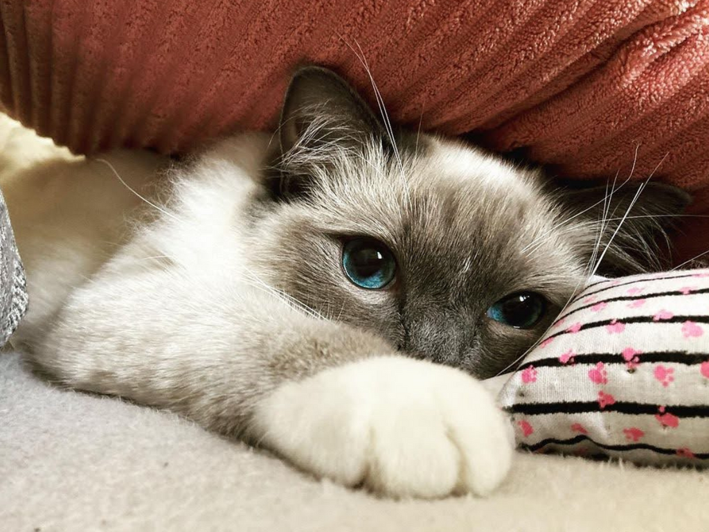 Meow Munchkin - Meow Avenue Cat Store