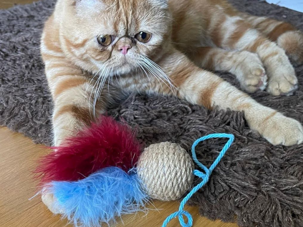 Rattle Cat Wands! - Meow Avenue Cat Store