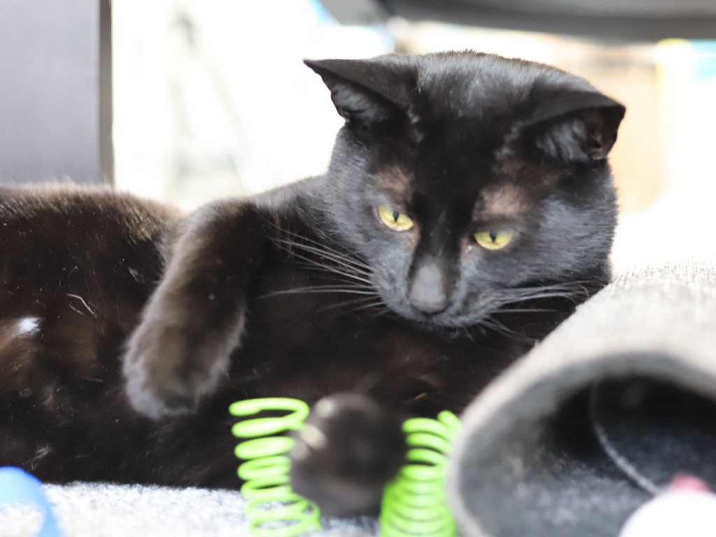 Meow Cat Springs! - Meow Avenue Cat Store