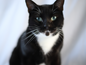 Monster's Mystery Bundle! - Meow Avenue Cat Store