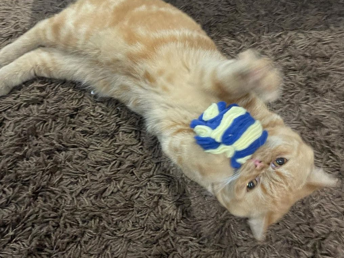 Hide & Seek Felt Balls - Meow Avenue Cat Store