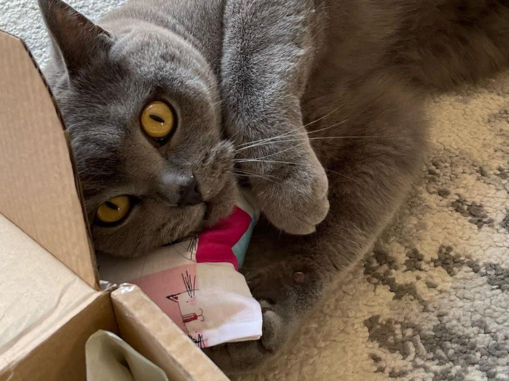 Snowball - Meow Avenue Cat Store